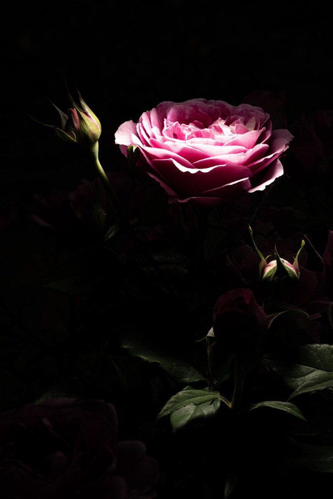 薔薇