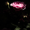 薔薇
