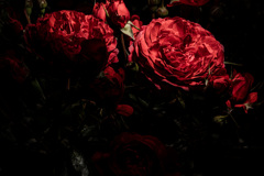 薔薇