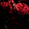 薔薇