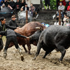 刹那、鼻を取る