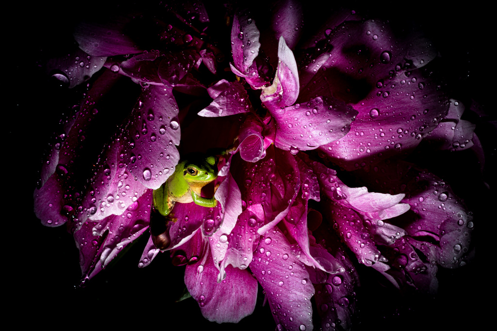雨の芍薬