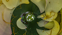 蓮の森