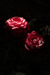 薔薇