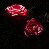 薔薇