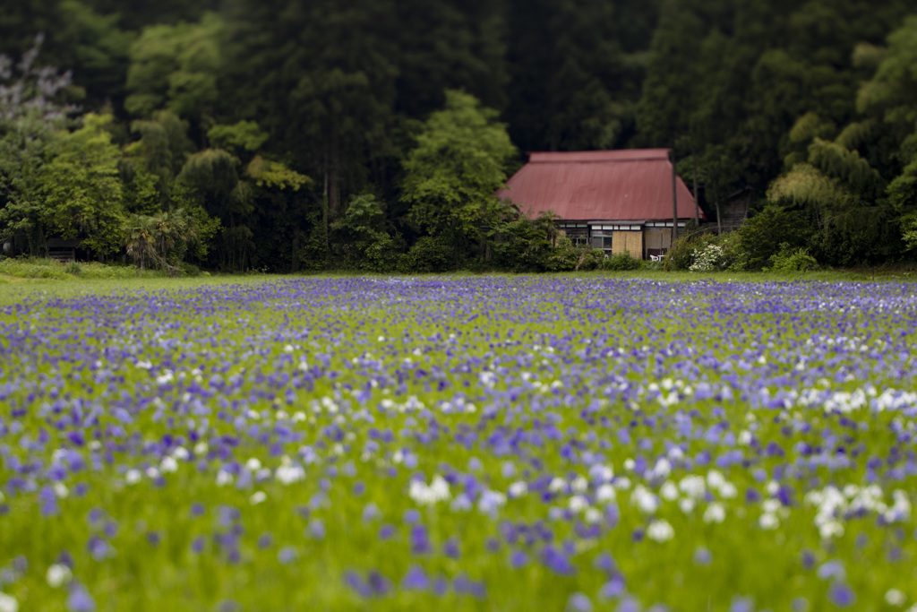 秘密の花畑