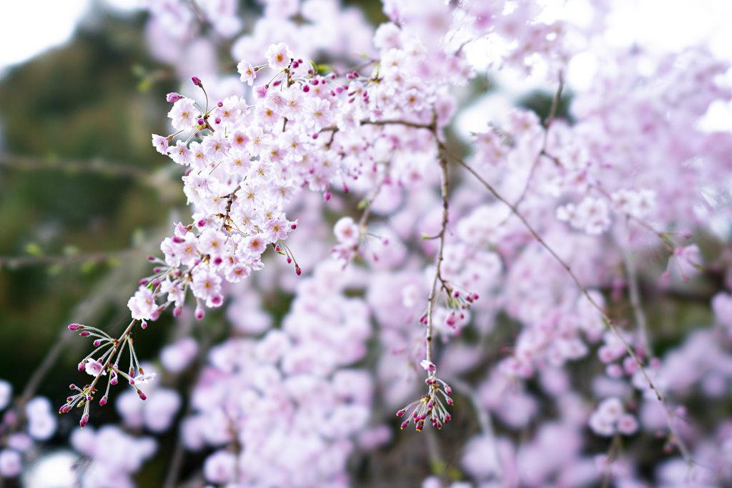 しだれ桜