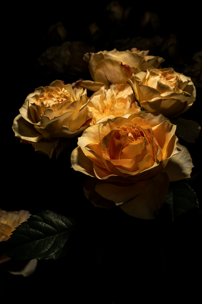 薔薇