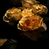 薔薇