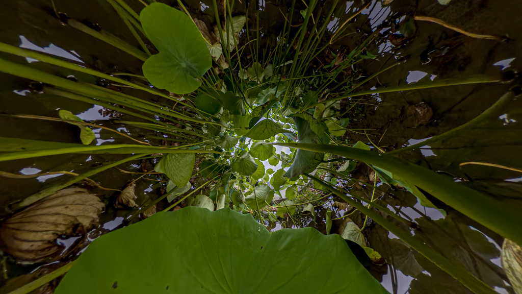 蓮の森