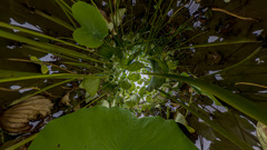 蓮の森