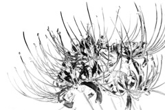 彼岸花