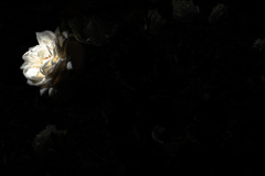 薔薇