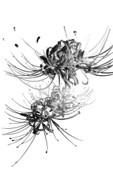 彼岸花