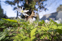 木漏れ日の森に咲く
