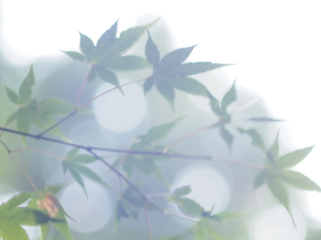 森林浴