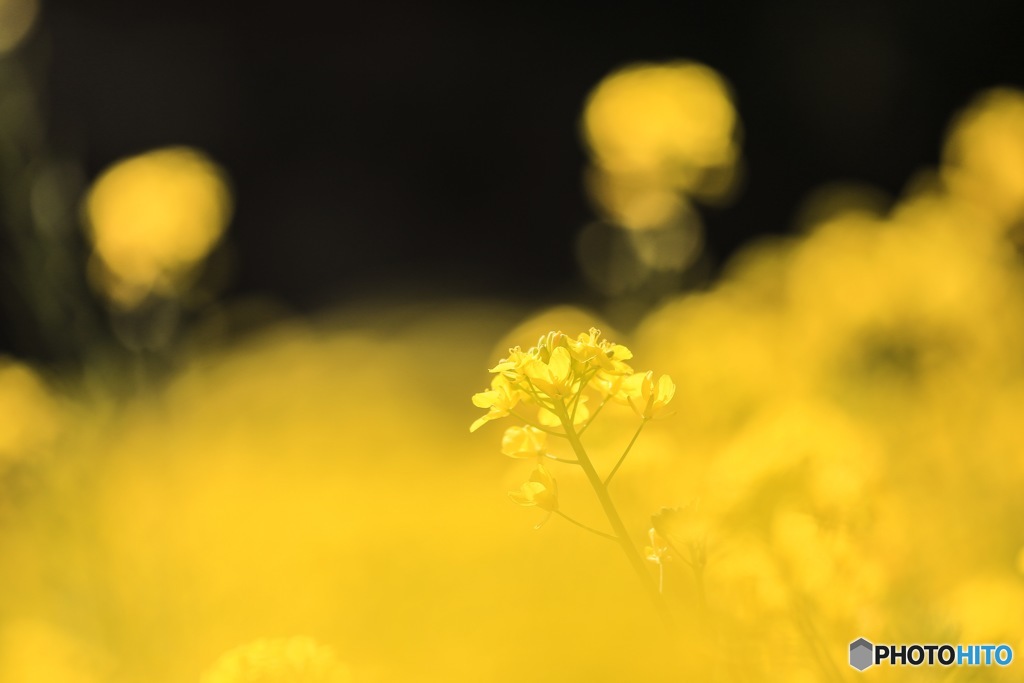 今年の菜の花