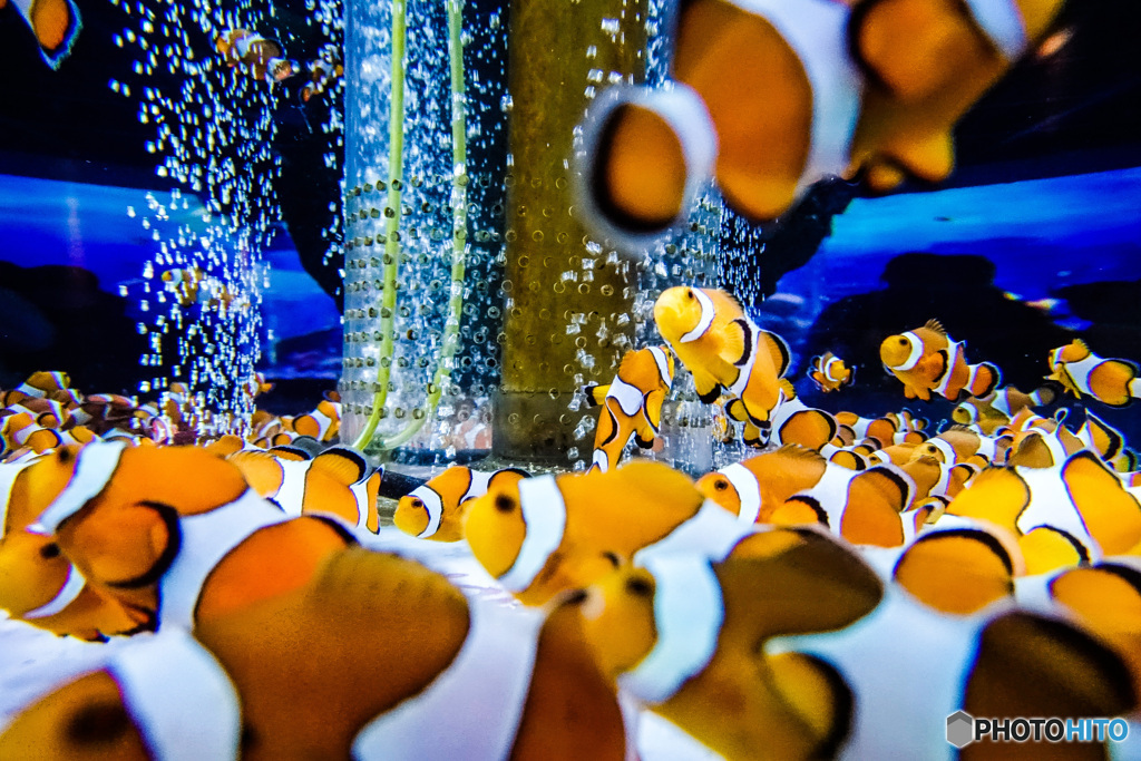 クマノミ
