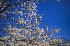 お散歩桜
