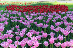 お花畑