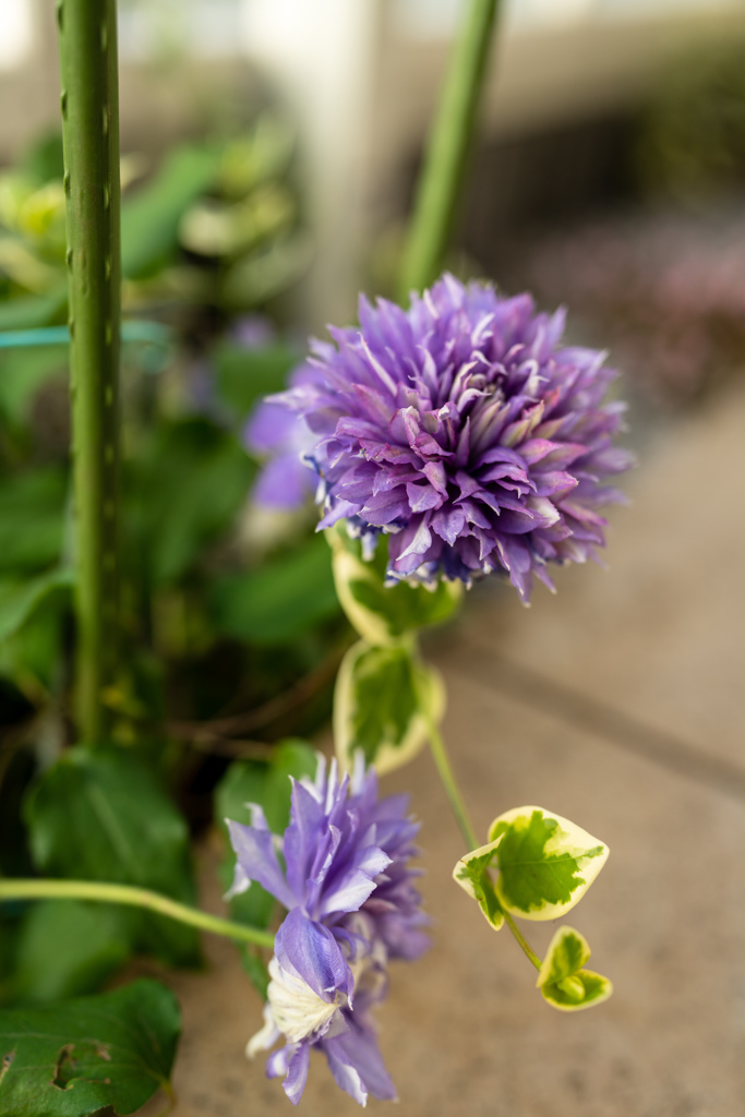 紫の花