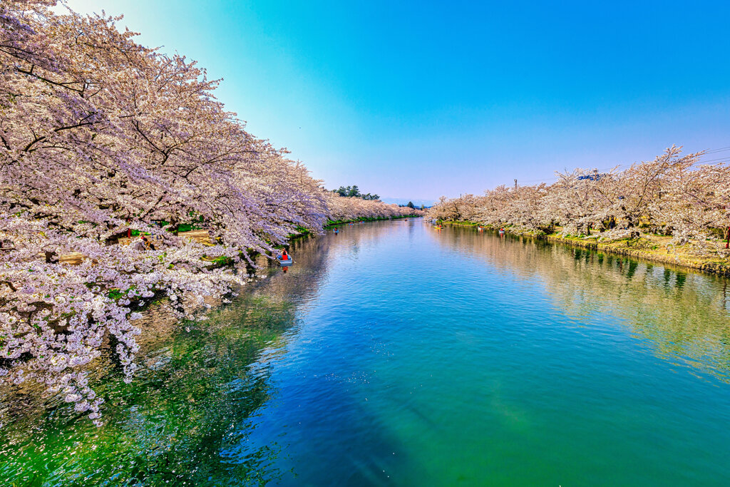弘前城の桜