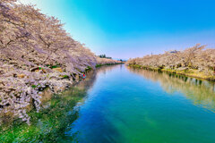 弘前城の桜