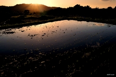 下赤阪の棚田：水面にとける夕陽