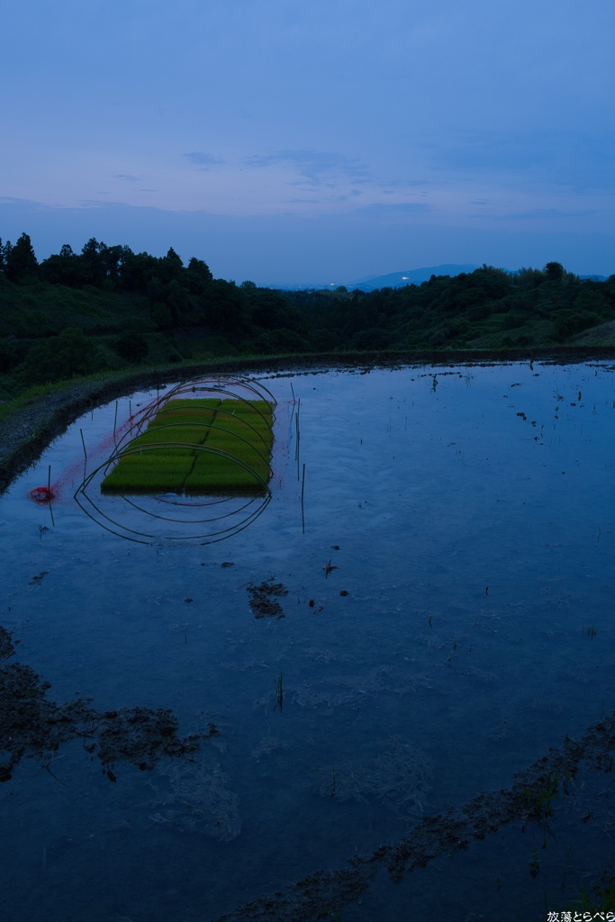 Snap@Q2：下赤阪の棚田２