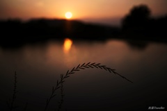 下赤阪の棚田：水面に溶ける夕日