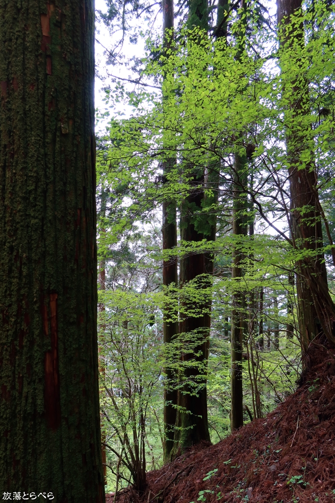 G5XⅡ＠玉置神社：儚い緑