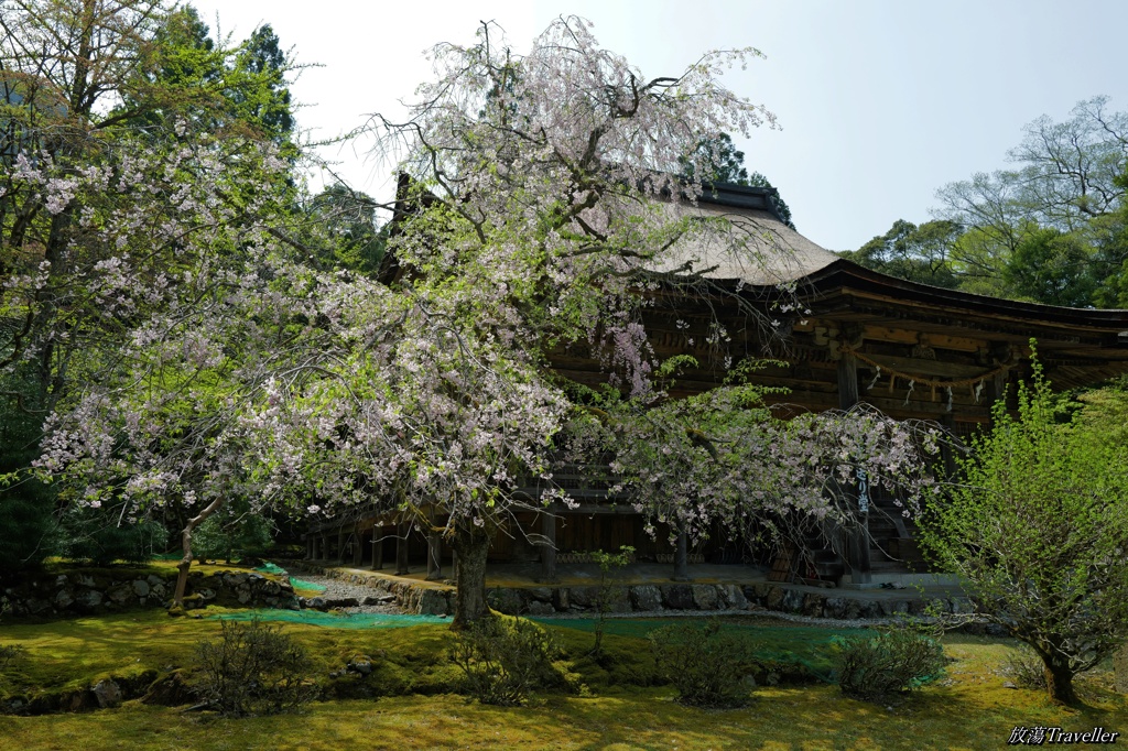 神宮寺：散り際の枝垂桜と本堂