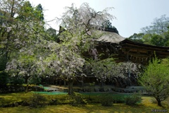 神宮寺：散り際の枝垂桜と本堂