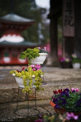 慈尊院：雨空と観葉植物