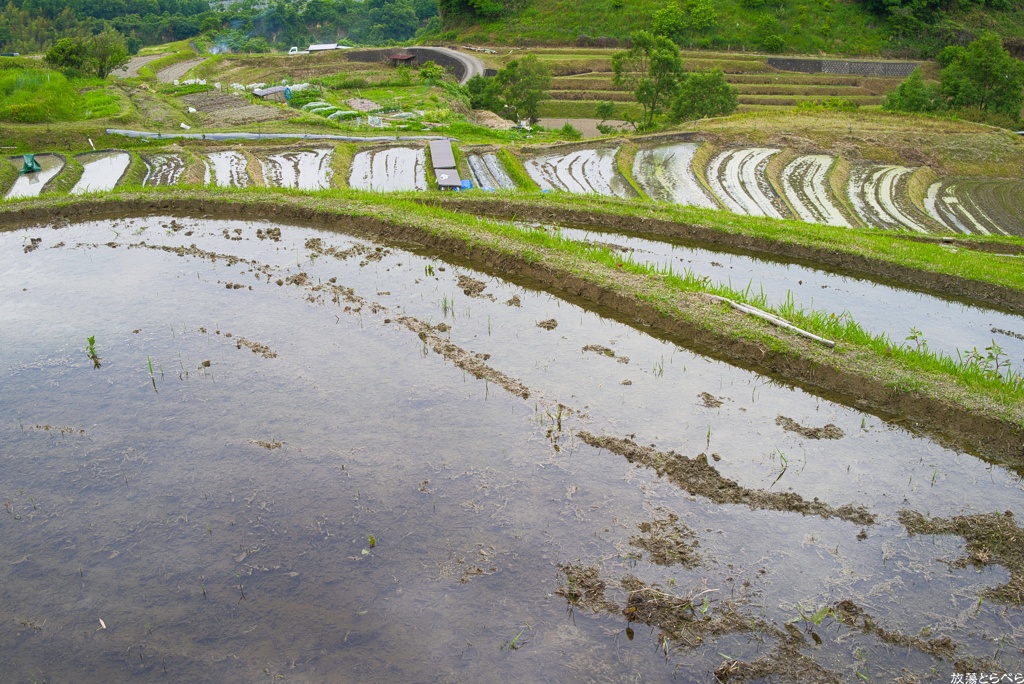 Snap@Q2：下赤阪の棚田４