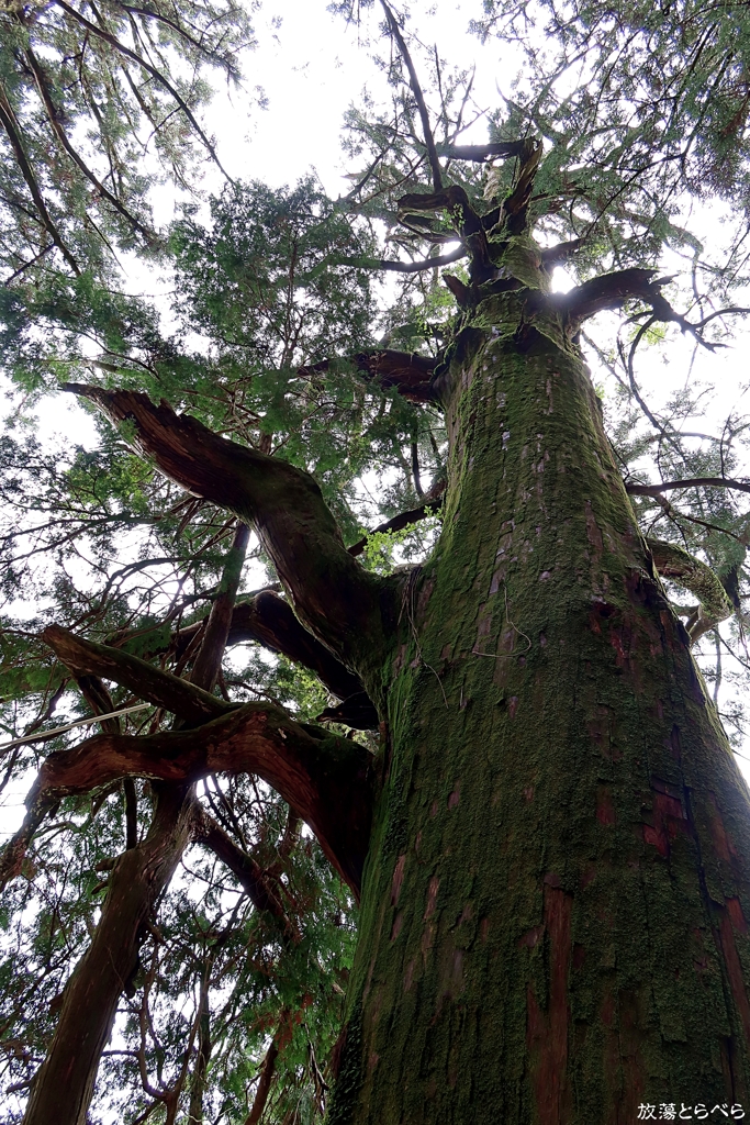 G5XⅡ＠玉置神社：手負いの樹