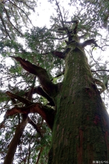 G5XⅡ＠玉置神社：手負いの樹