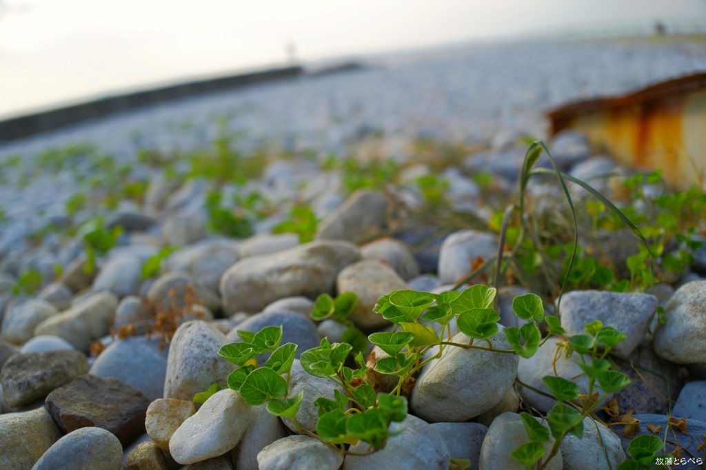 Q2@マーブルビーチ：健気に生きる