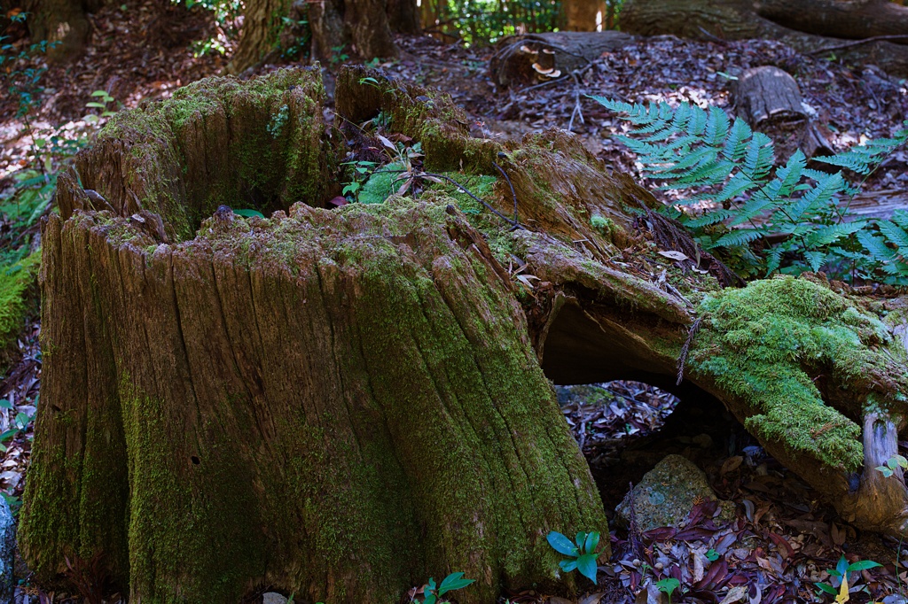 Snap@7RM4：神倉神社３