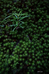 奥の院参道：新緑の星絨毯