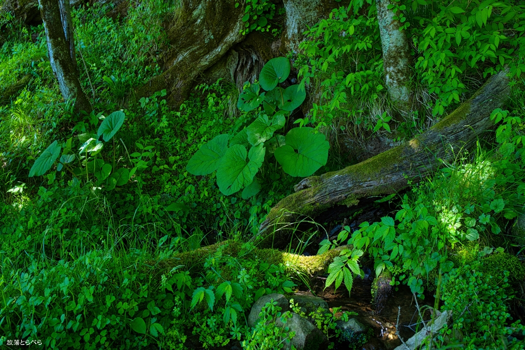 別宮の棚田：巨木下の風景