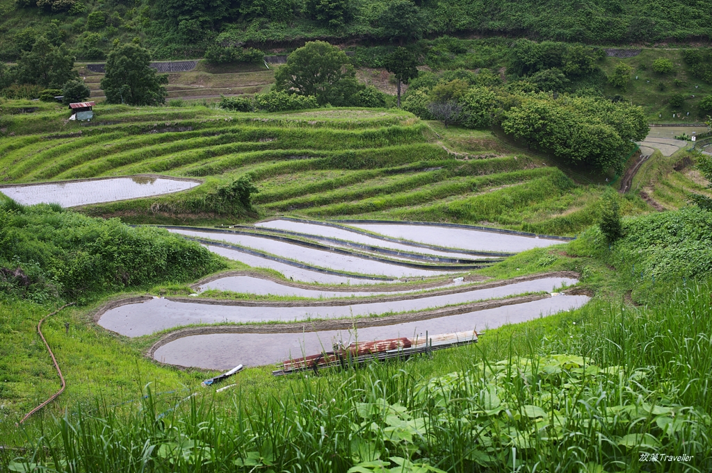 下赤阪の棚田：梅雨入り後の緑