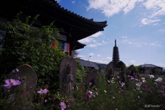 般若寺：コスモスと仏像