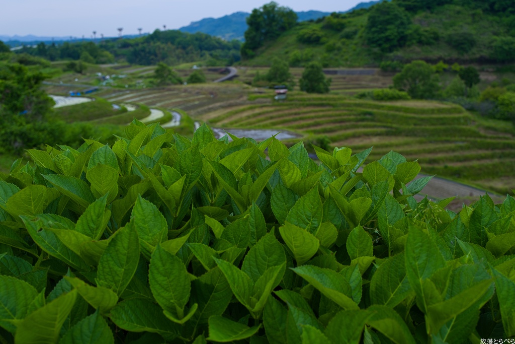 Snap@Q2：下赤阪の棚田３