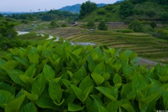 Snap@Q2：下赤阪の棚田３