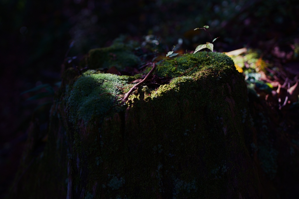 Snap@7RM4：神倉神社２
