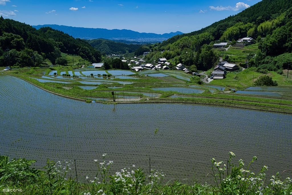 明日香村：上地区の棚田
