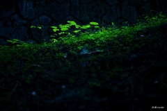 岩湧寺：差し込む光が映し出す緑