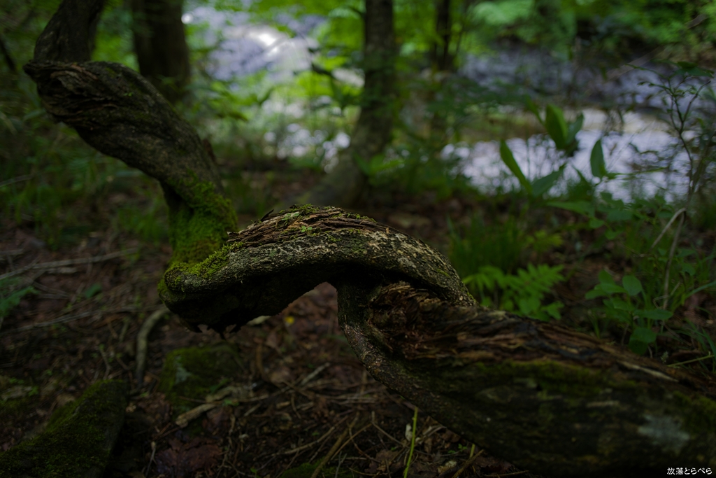 Q2@中津川渓谷：捻じれた木