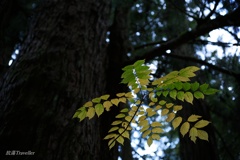 奥の院参道：木漏れ日を求めて